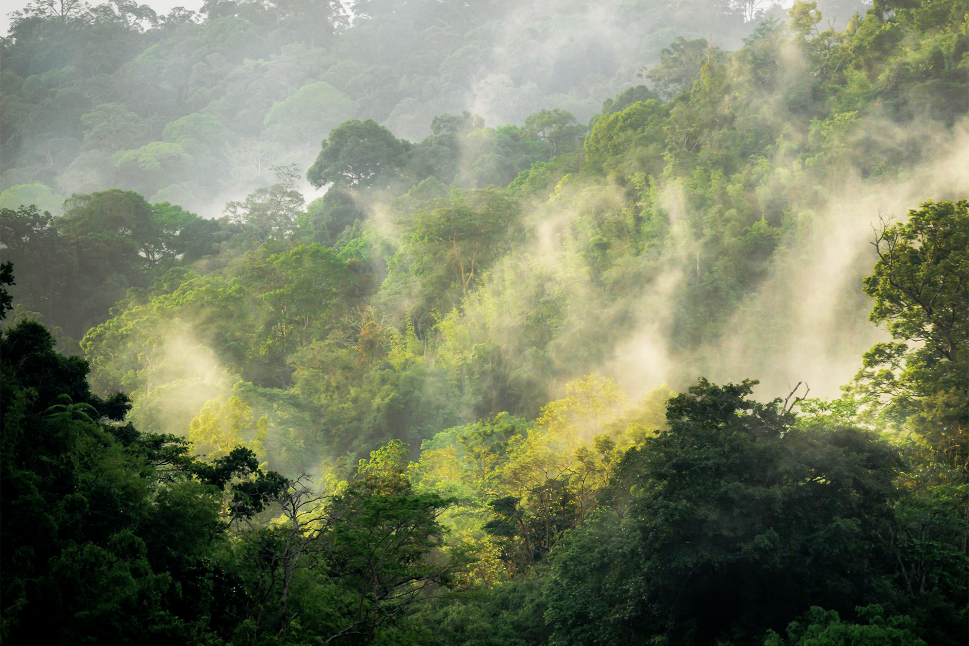 Hutan Hujan Tropika